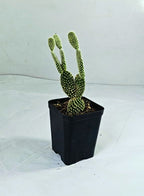 Bunny Ears White Cactus Plant