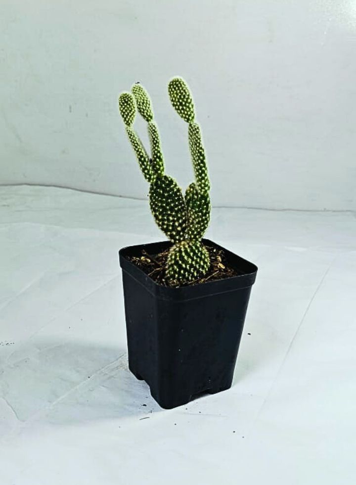 Bunny Ears White Cactus Plant