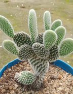 Bunny Ears White Cactus Plant
