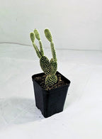 Bunny Ears White Cactus Plant
