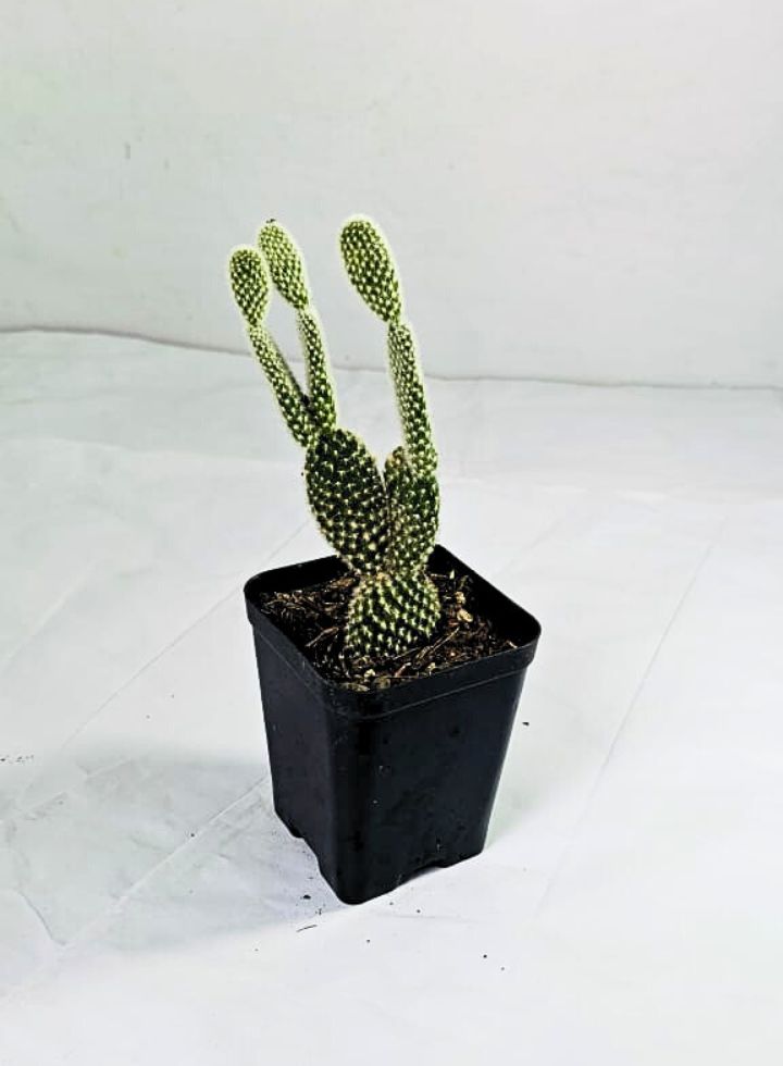 Bunny Ears White Cactus Plant