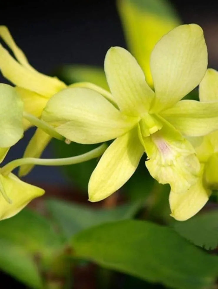 Dendrobiom. Burana Green X Cruentum Plant