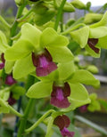Dendrobiom Burana  Jade  Hybrid Orchid Plant