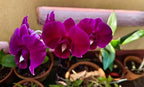 Dendrobiom Red Butterfly Hybrid Orchid Plant