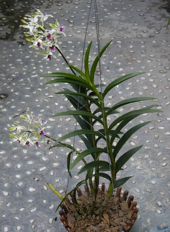 Dendrobium Hawaii Gem Premium Hybrid Orchid Plant (Fragrance)
