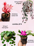 Christmas Cactus Pink &amp; Red + String of Hearts Normal &amp; Variegated Combo