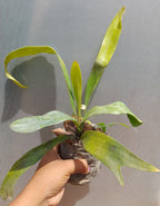 Staghorn Fern Indoor Wall Hanging Plant