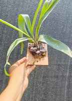 Staghorn Fern Indoor Wall Hanging Plant