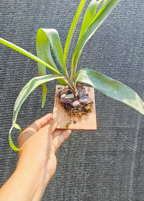 Staghorn Fern Indoor Wall Hanging Plant