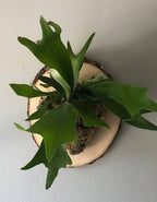 Staghorn Fern Indoor Wall Hanging Plant