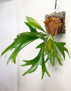 Staghorn Fern Indoor Wall Hanging Plant