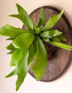 Staghorn Fern Indoor Wall Hanging Plant