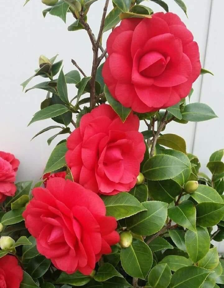 Camelia Red Plant