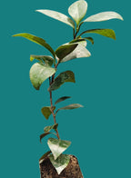 Camelia Red Plant