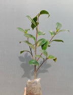 Camelia Red Plant