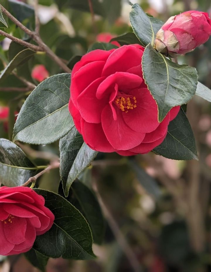 Camelia Red Plant