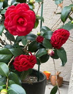 Camelia Red Plant