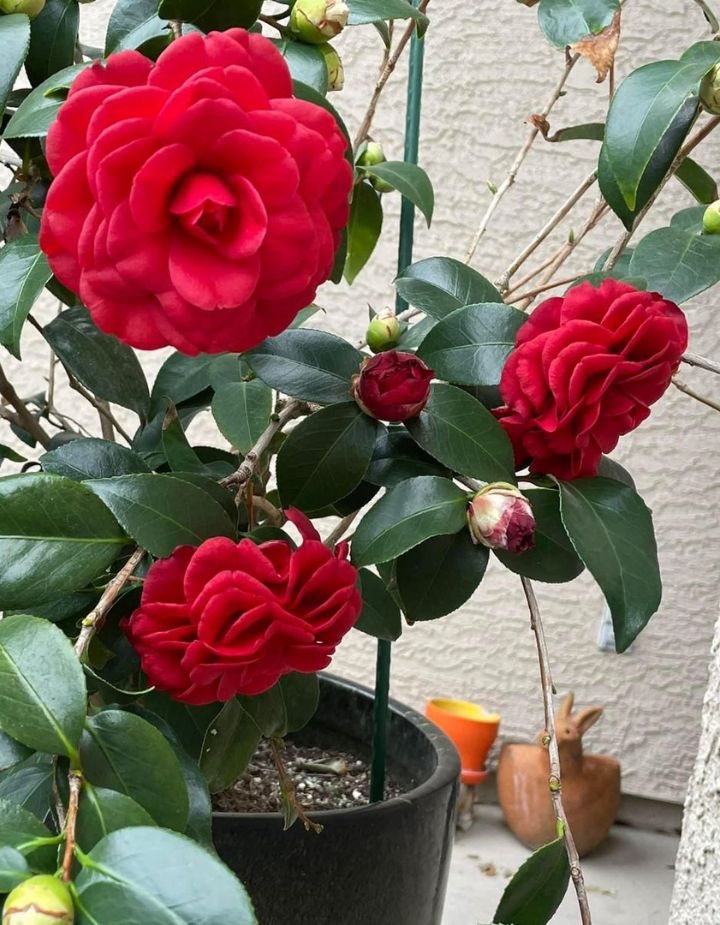 Camelia Red Plant