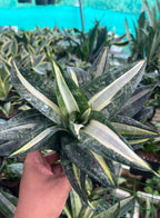Sansevieria Silver Sticks Indoor Plant