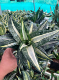 Sansevieria Silver Sticks Indoor Plant