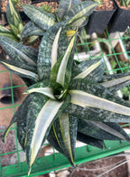 Sansevieria Silver Sticks Indoor Plant