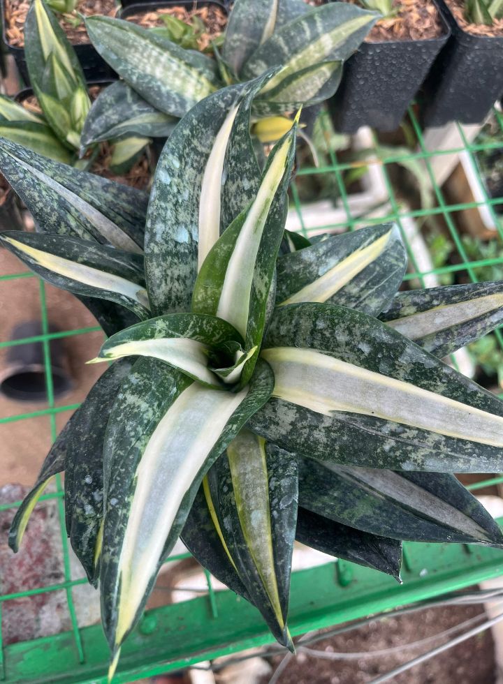 Sansevieria Silver Sticks Indoor Plant