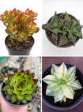 Succulent 4 Varieties Combo Plant