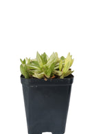 Succulent 4 Varieties Combo Plant