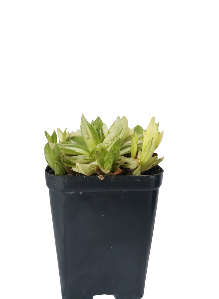 Succulent 4 Varieties Combo Plant