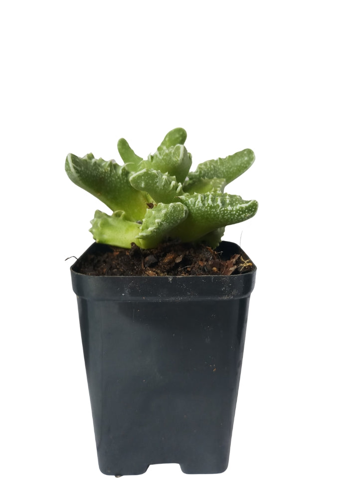 Succulent 4 Varieties Combo Plant