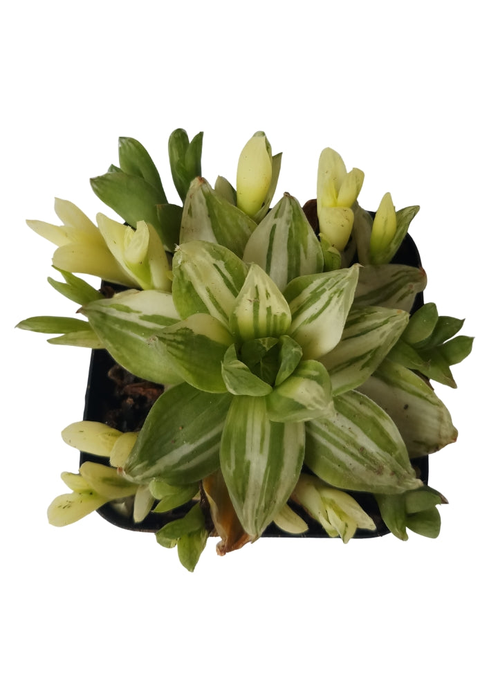 Succulent 4 Varieties Combo Plant