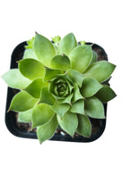 Succulent 4 Varieties Combo Plant