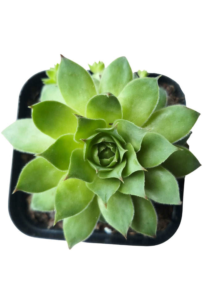 Succulent 4 Varieties Combo Plant