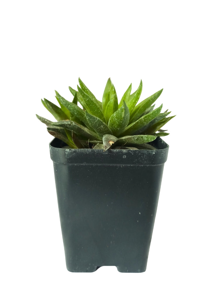 Succulent 4 Varieties Combo Plant