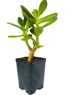 Succulent 4 Varieties Combo Plant