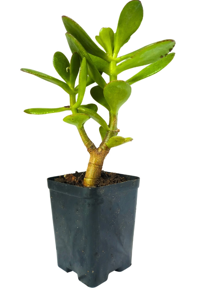 Succulent 4 Varieties Combo Plant