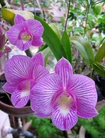 Dendrobiom Pink Beauty Hybrid Orchid Plant
