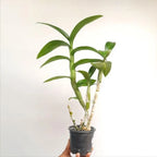 Dendrobiom Tanida Pink Hybrid Orchid Plant