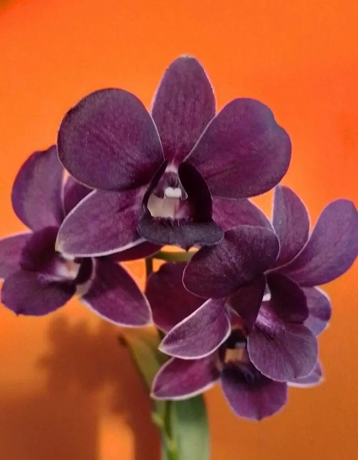 Dendrobiom Airway Blue Hybrid Orchid Plant
