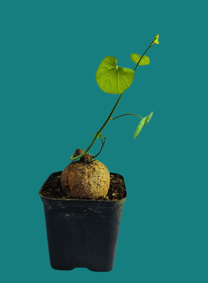 Stephania Rotunda .. Everything Green Plant