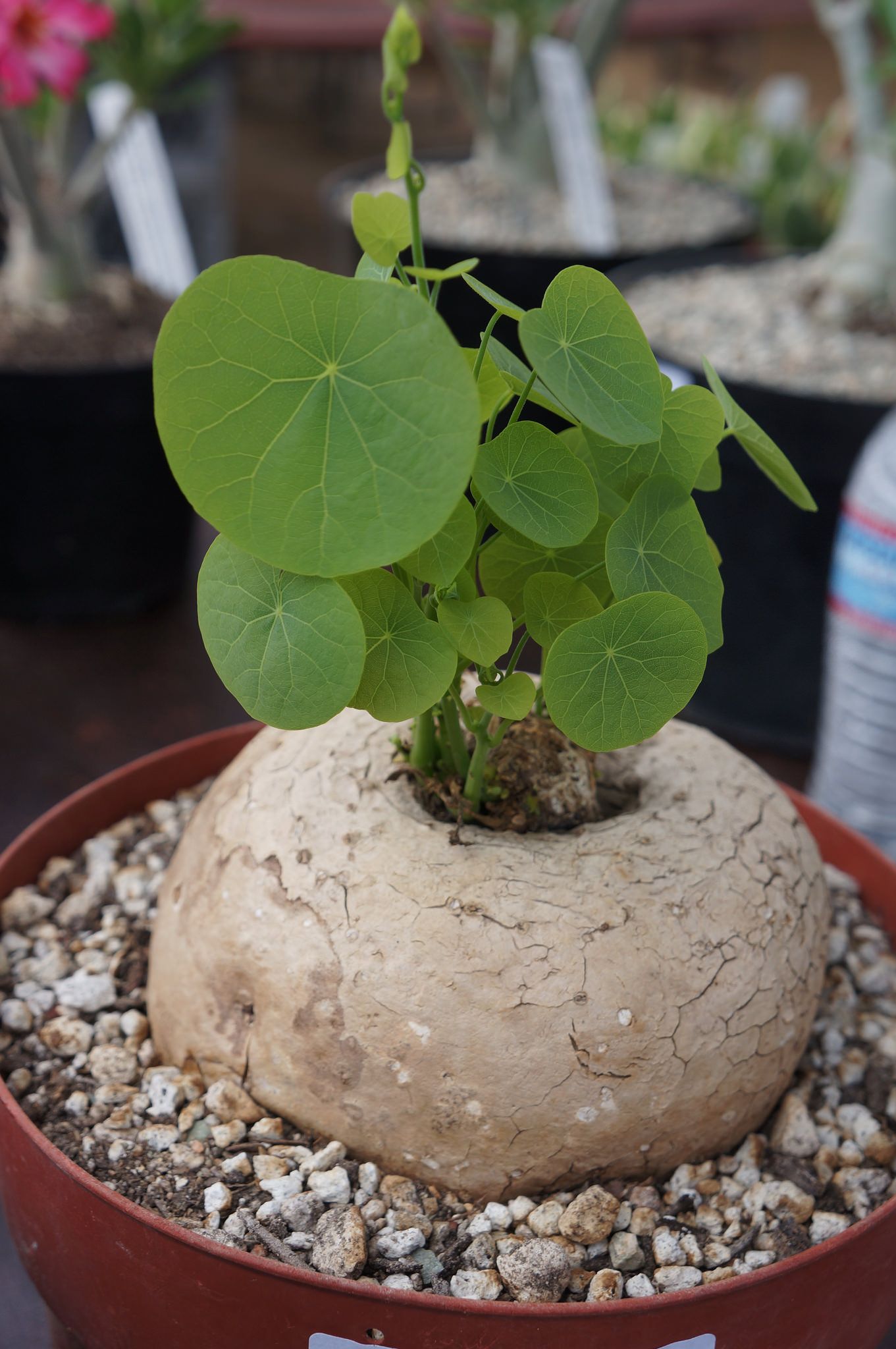 Stephania Rotunda .. Everything Green Plant