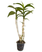 Dendrobiom Airy Blue Hybrid Orchid Plant