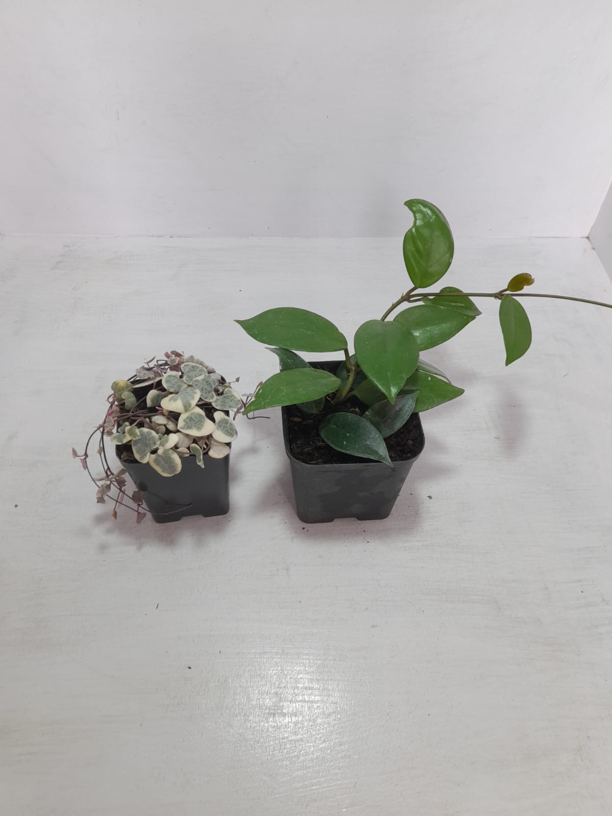 Combo Of String Of Heat  Hanging Plant