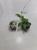 Combo Of String Of Heat  Hanging Plant