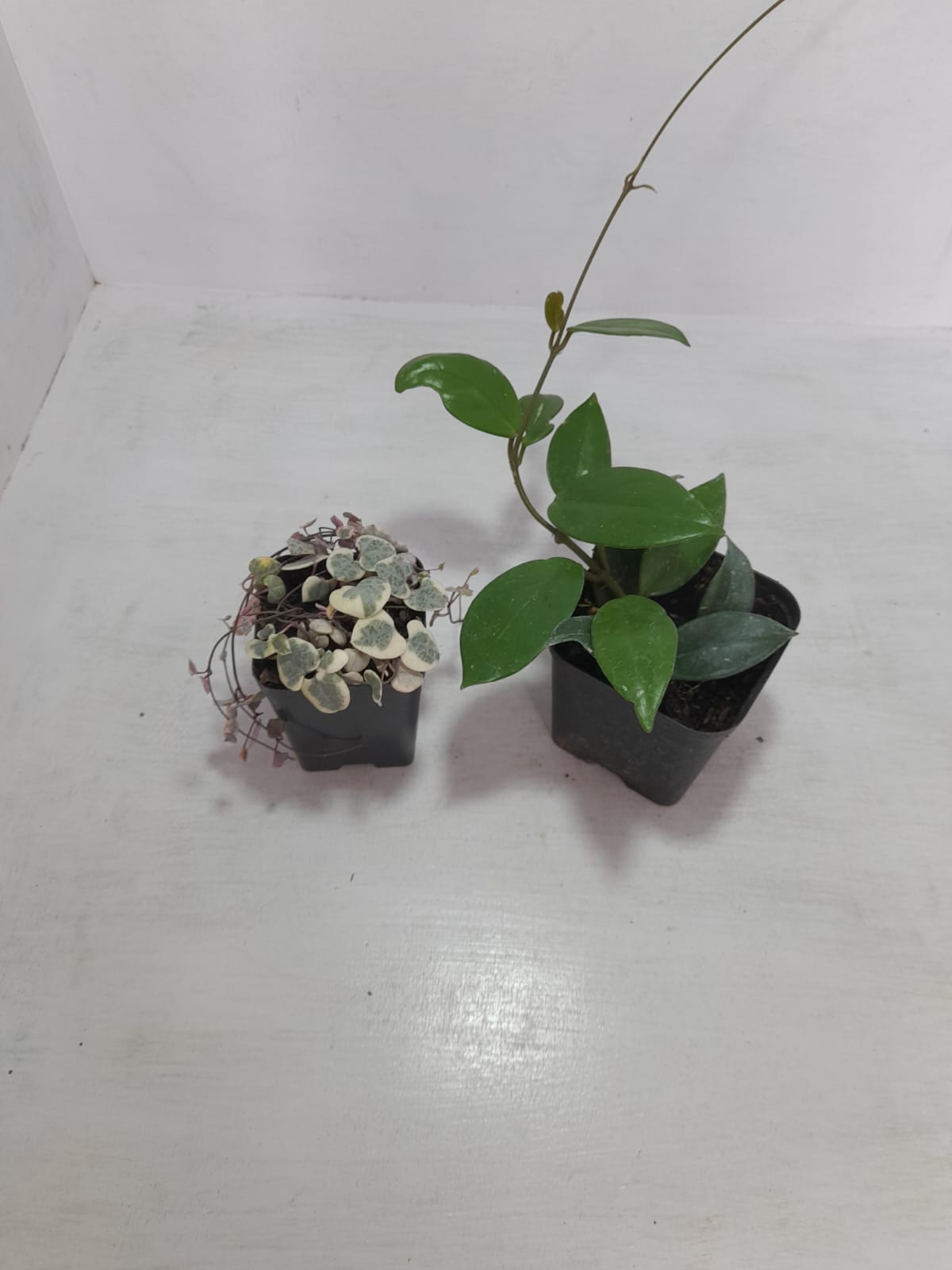 Combo Of String Of Heat  Hanging Plant