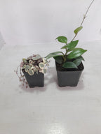 Combo Of String Of Heat  Hanging Plant