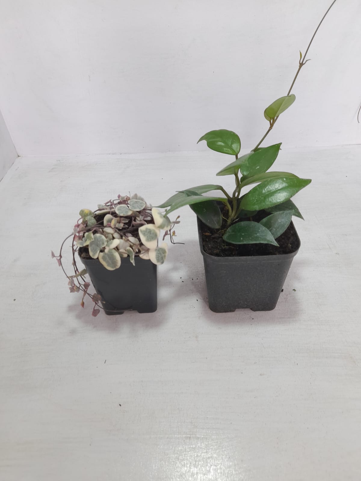 Combo Of String Of Heat  Hanging Plant