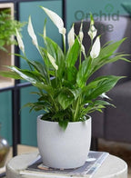 Peace Lily Indoor Plant