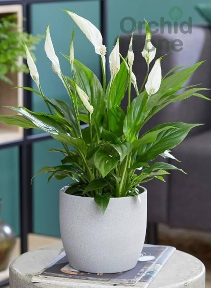 Peace Lily Indoor Plant