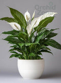 Peace Lily Indoor Plant